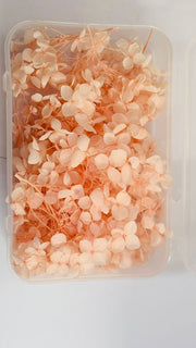 DRY FLOWERS HYDRENGIES - BOX PACK
